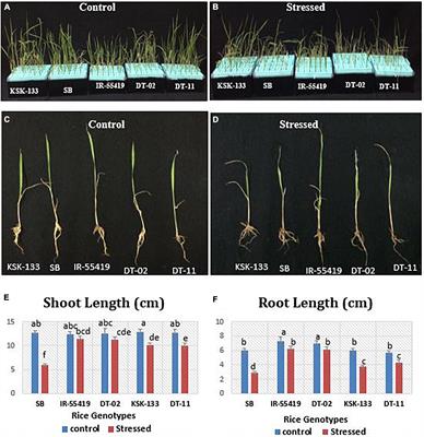 Integrated Analysis of Osmotic Stress and Infrared <mark class="highlighted">Thermal Imaging</mark> for the Selection of Resilient Rice Under Water Scarcity